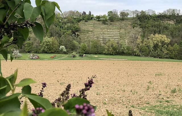 Steillage an der Rems