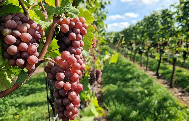 Der Grauburgunder ist reif fürs Glas