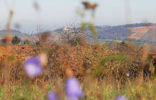 Blick auf Burg Wildeck