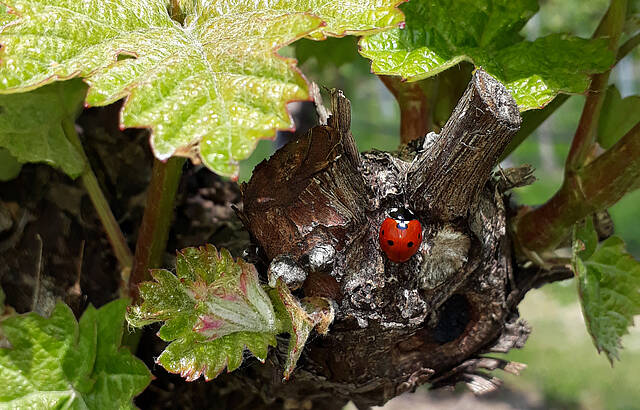 Marienkäfer küsst Kerner