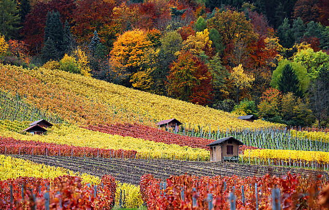 Herbstlicher Weinberg, Kernen