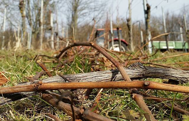 Vom Eise befreit ...