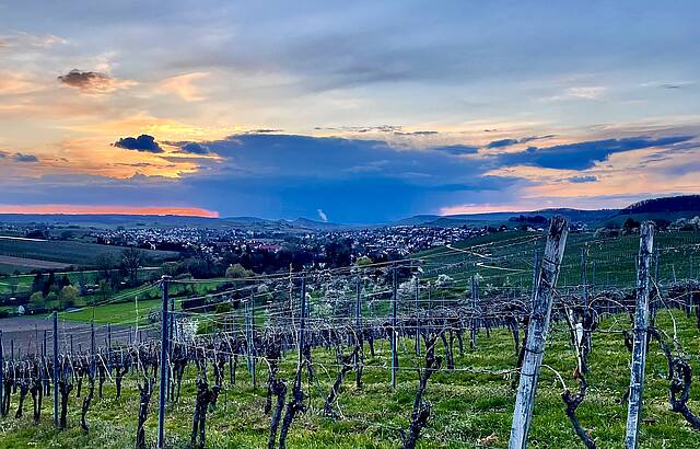 Abends im Weinberg im Weinsberger Tal 