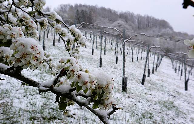 2.4.2022 - Frühlingsimpressionen aus dem Weinberg