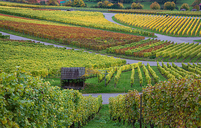 Bunte Weinberge