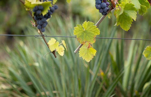 Mediterraner Flair in Württemberg