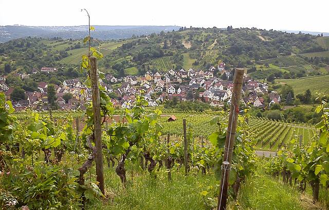 Uhlbach umgeben von Weinbergen