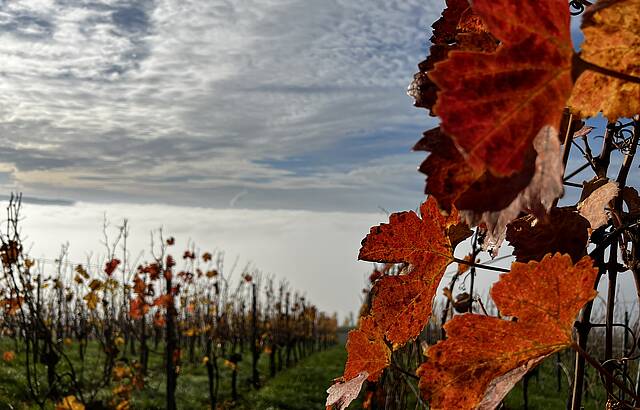 Rotes Leuchten im grauen November