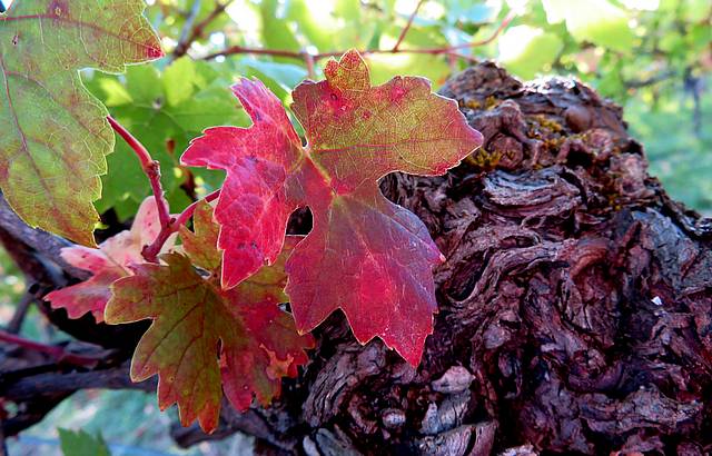 Farbenfroher Weinstock 