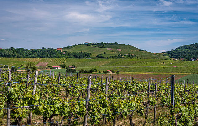 Weinberge am Michaelsberg