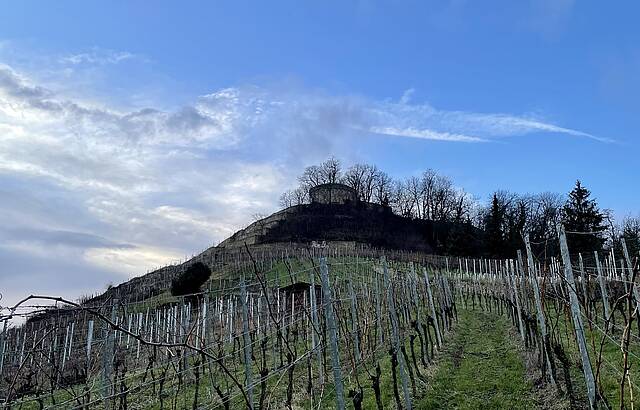 Reben vor dem Hohenasperg