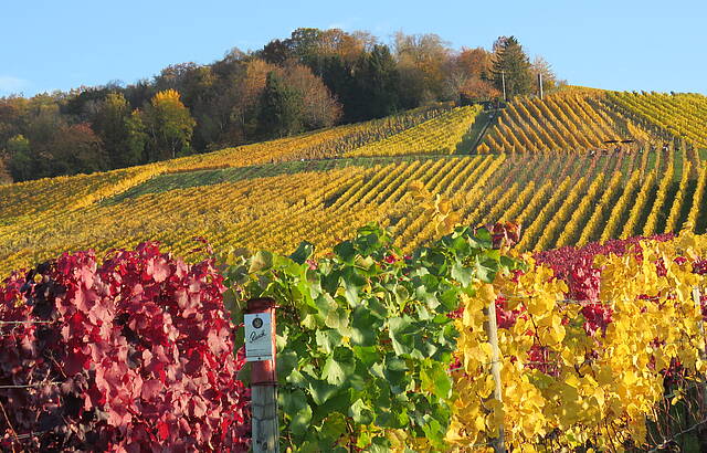 Herbst auf dem Fellbacher Kappelberg