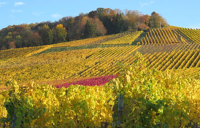 Farbenfeuerwerk auf dem Fellbacher Kappelberg