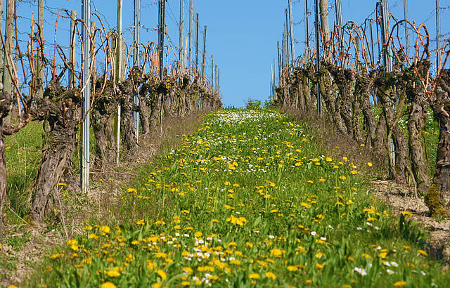 Weinberg im Frühjahr