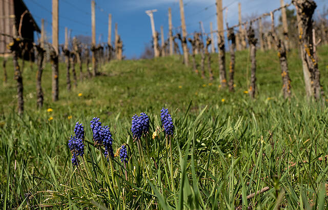 Krokus im Weinberg