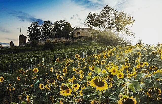Sonnenblumen vor der Weibertreu