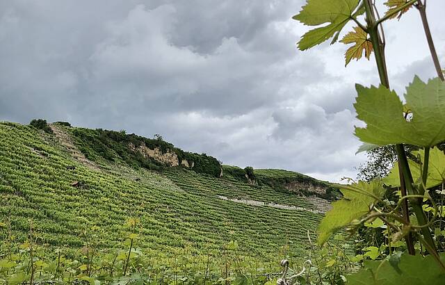 Regen für die Reben