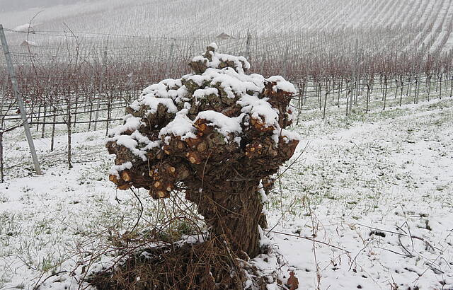 Weinbergwinter 2020