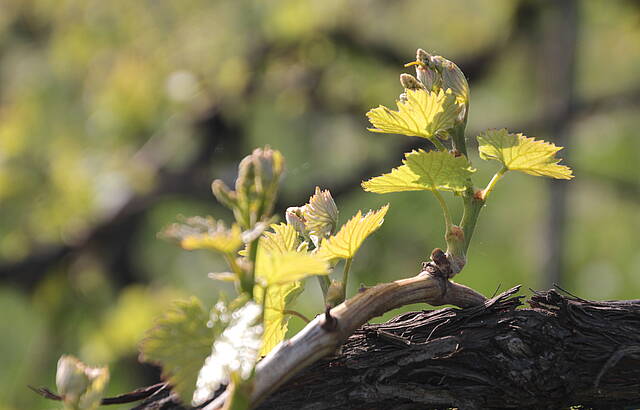 Ein neuer Jahrgang wächst heran