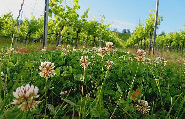 Weinbergklee