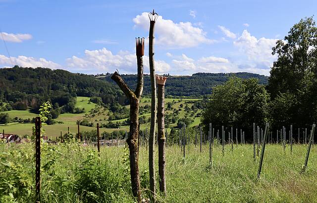 Die drei Ebersberger Vinöre mit Kronen