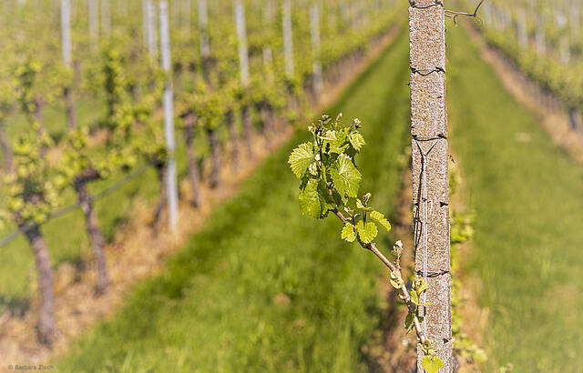 Einer tanzt immer aus der Reihe