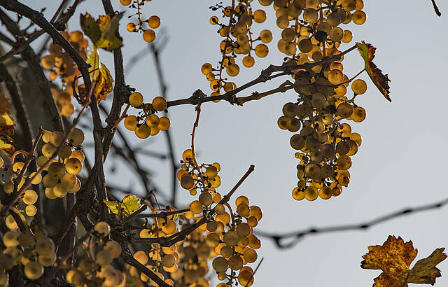 Goldene Trauben beim Asperger Berg