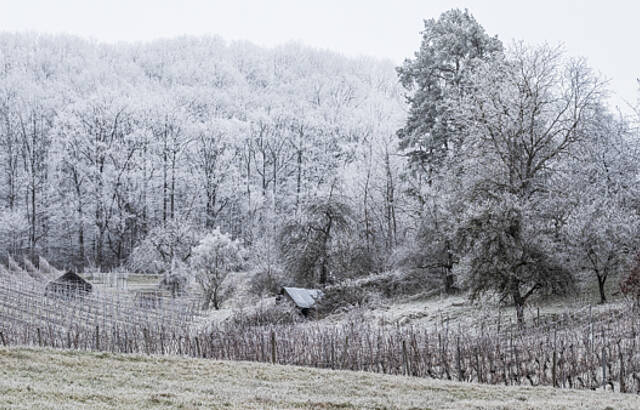 Winter im Weinberg 