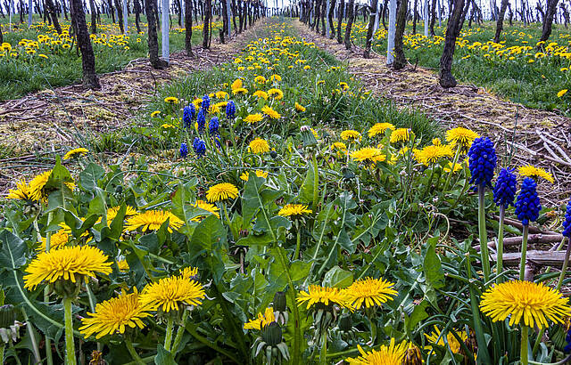 In den Weinbergen wird es bunt.