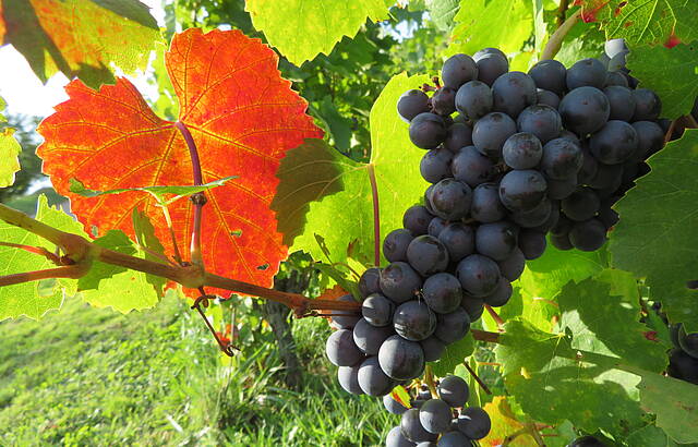 Herbst im Weinberg