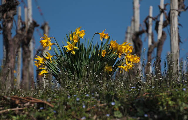Frühling in den Weinbergen
