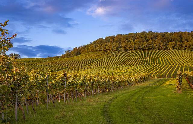 Abendspaziergang im Weinberg