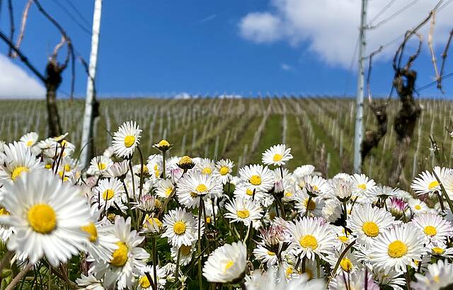 Gänseblümchenparade zwischen "den Zeilen"