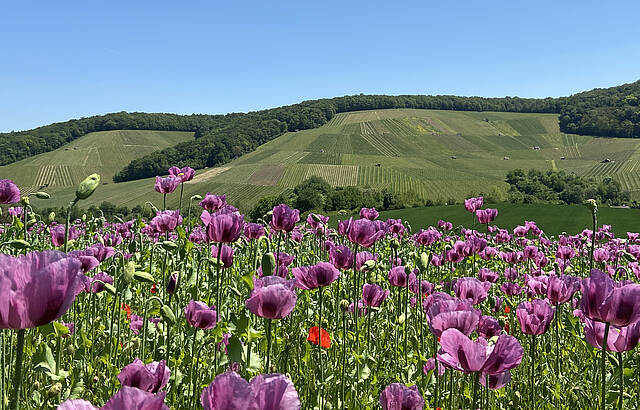Mohn und Wein