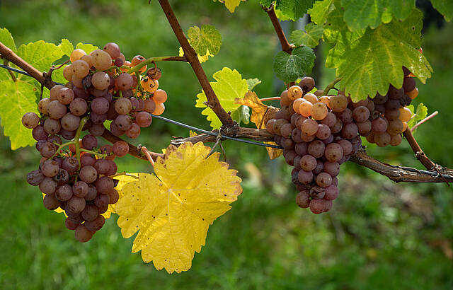 Farben und Früchte in der Natur