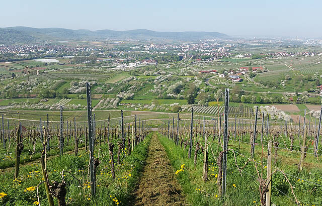 Obstbaumblüte im Remstal