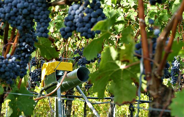 die letzten Trauben müssen verteidigt werden