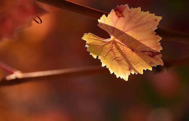 Indian Summer minimalistisch 