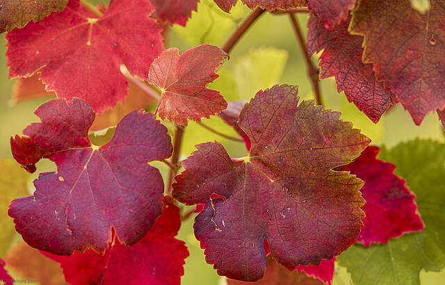 Es ist der 29. Septemberg und die Weinberge werden rot
