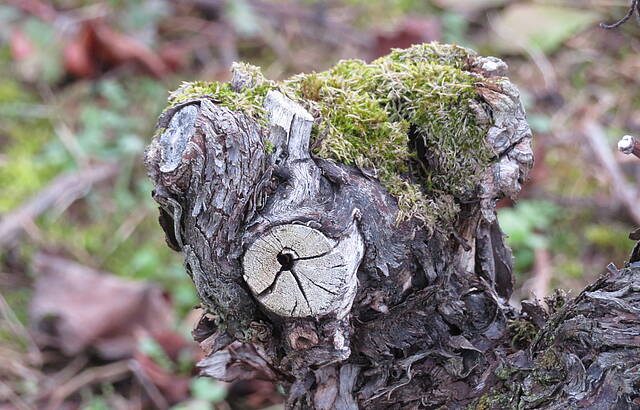 Hund, Schweinchen oder doch ein Weinstock?