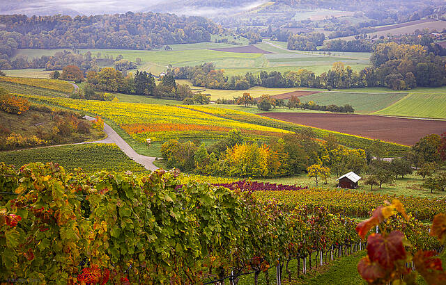 Herbst ist im Weinberg angekommen