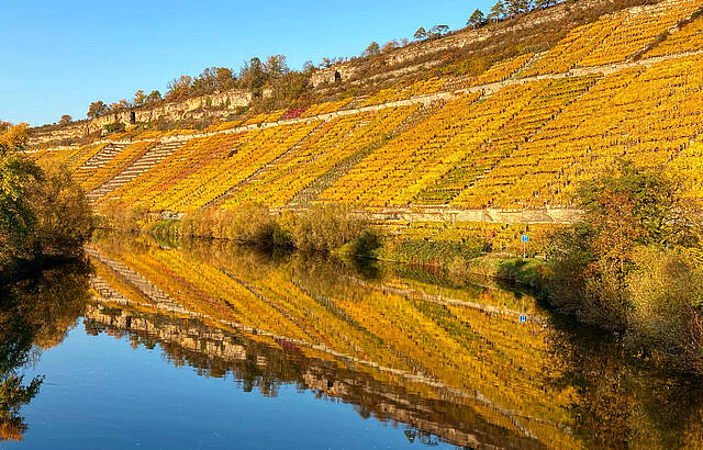 Herbstlich glühende Hessigheimer Felsengärten