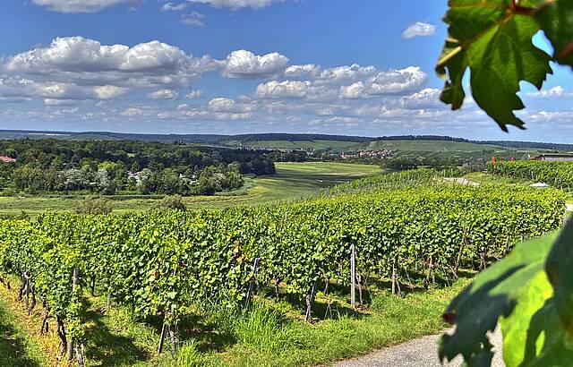 Wengert mit Aussicht ins "grüne Tal"