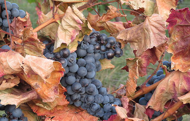 trockenes Weinlaub und saftige Trauben
