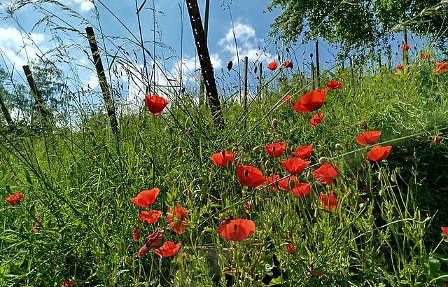 Roter Mohn im Weinberg
