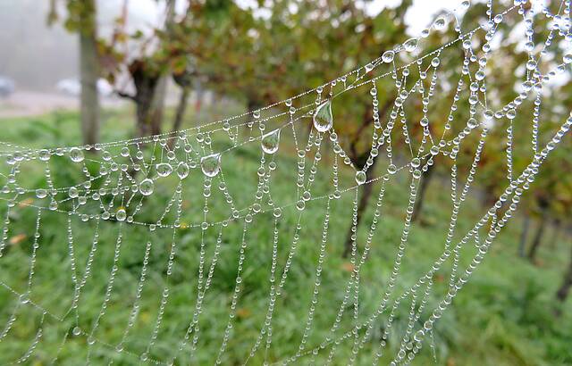 Morgenspinnung im Weinberg