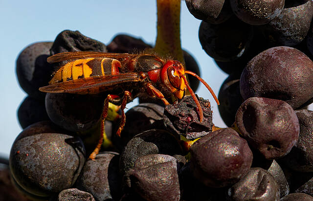 Wein-Hornisse
