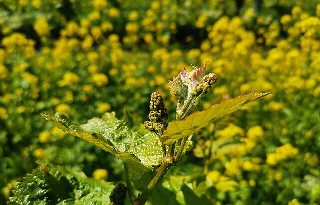 Eine Wonne der Blütenstand im Weinberg