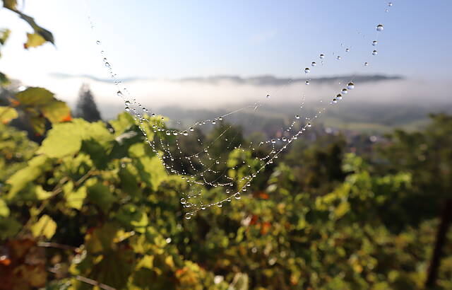 Tau im Spinnengewebe