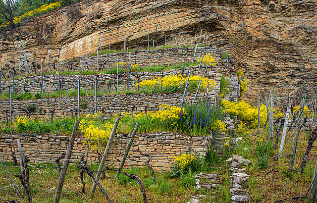 In den Weinbergen wird es bunt.